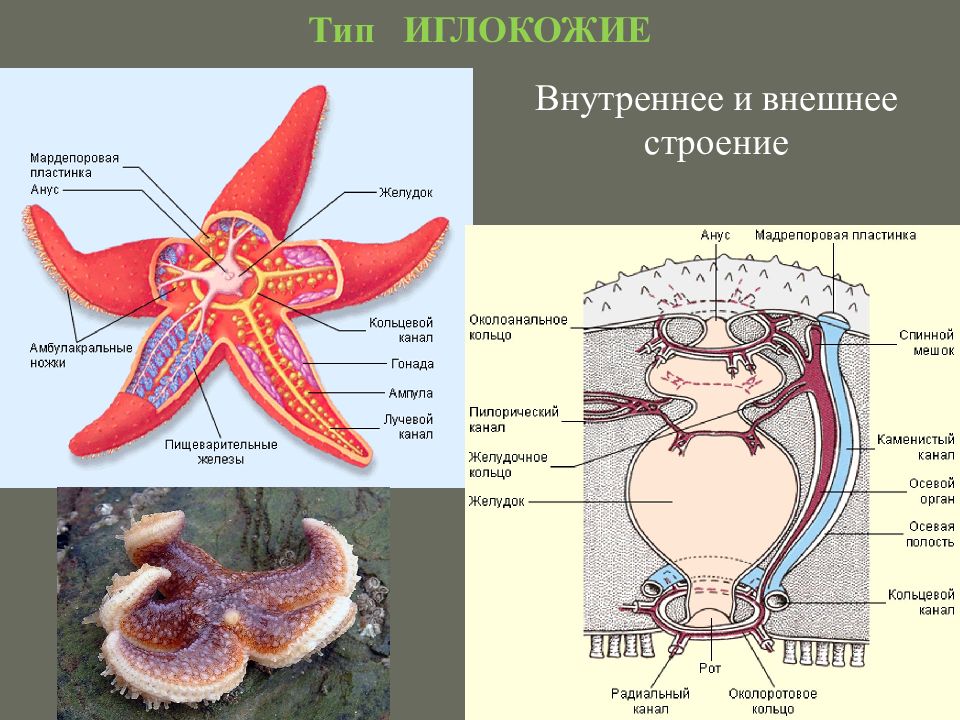 Организм морской звезды. Тип иглокожие внутреннее строение. Кровеносная система иглокожих схема. Пищеварительная система иглокожих схема. Тип иглокожие пищеварительная система.