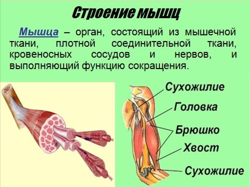 Анатомия человека презентация егэ