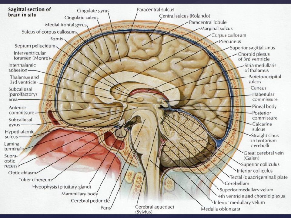 Общий план строения мозга в сагиттальном разрезе