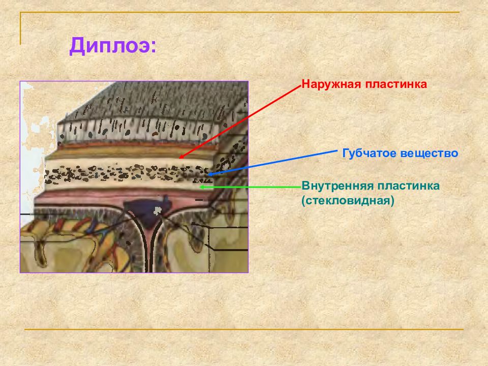 Наружные и внутренние пластинки. Наружные и внутренние пластинки. Наружные окружающие пластинки. Строение костей свода черепа. Костная ткань надкостница.