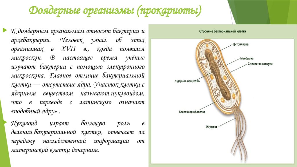 Биология 7 класс бактерии доядерные организмы. Доядерные и ядерные организмы. Доядерные прокариоты. Доядерные организмы прокариоты. Доядерные бактерии.