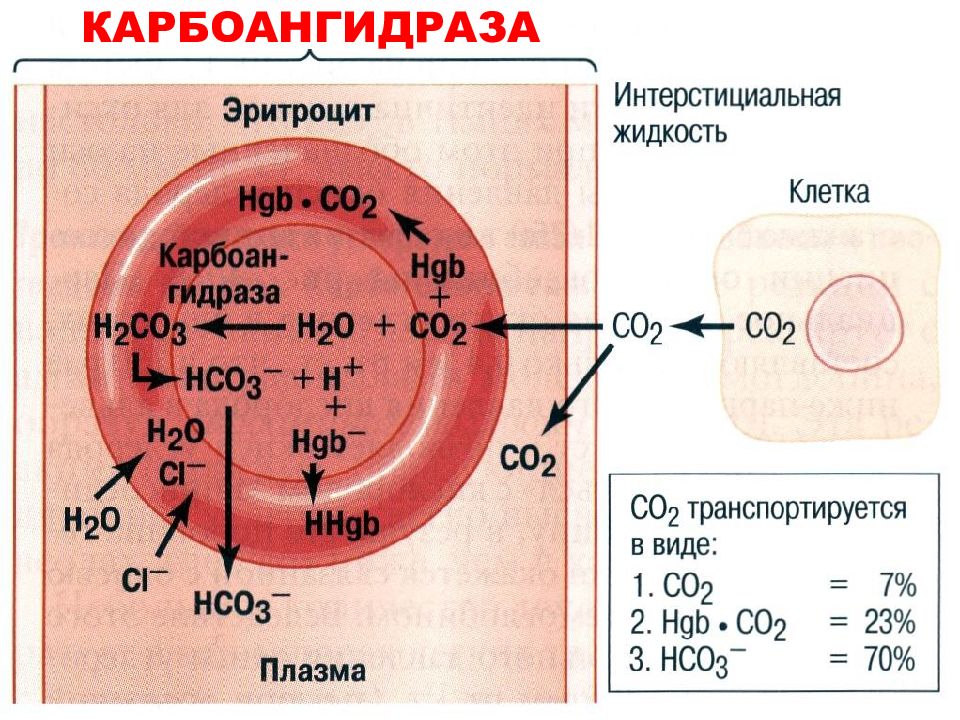 Транспорт углекислого газа. Строение карбоангидразы фермента. Карбоангидраза эритроцитов. Углекислый ГАЗ В крови. Карбоангидраза функции.