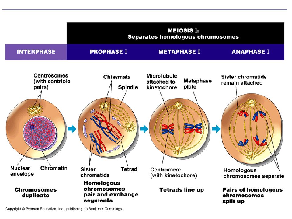 Мейоз клетки. Интерфаза мейоза. Cell Division Meiosis. Meiosis Stages. Prophase 1 Meiosis.