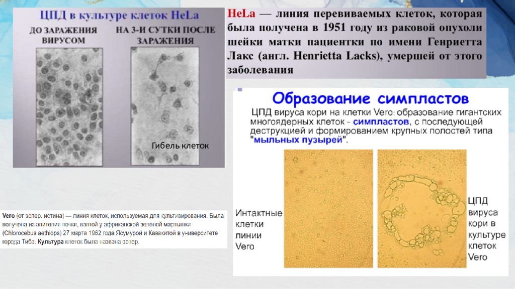 Положительный вирус. Вирус кори презентация. Вирус кори картинка для презентации. Вирус кори характеристика. Цитопатическое действие вируса кори.