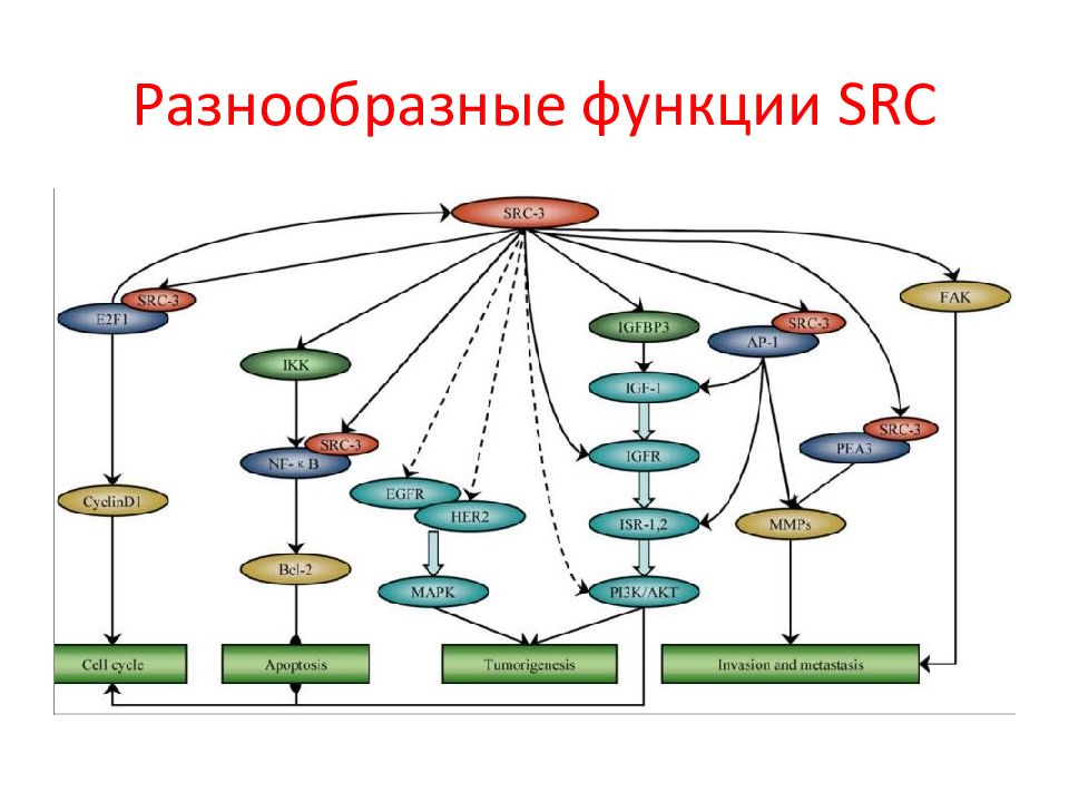 И разнообразен а каждый из