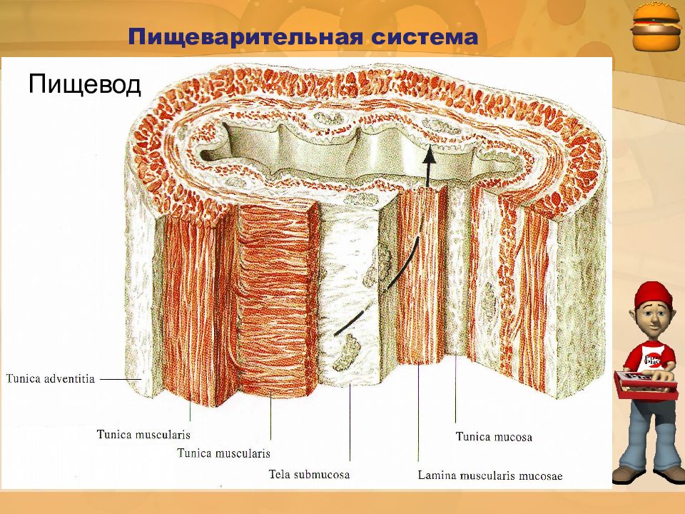 Оболочки стенки пищевода