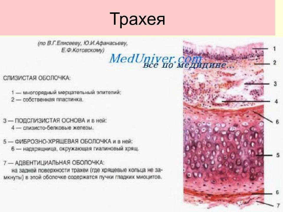 Трахея препарат гистология рисунок с подписями