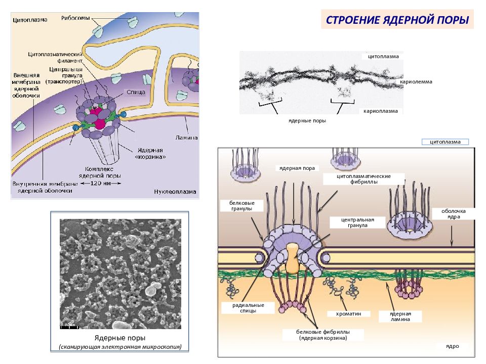 Комплекс ядра. Строение комплекса поры ядра. Функции комплекса ядерной поры. Строение ядерной поры гистология. Строение порового комплекса.