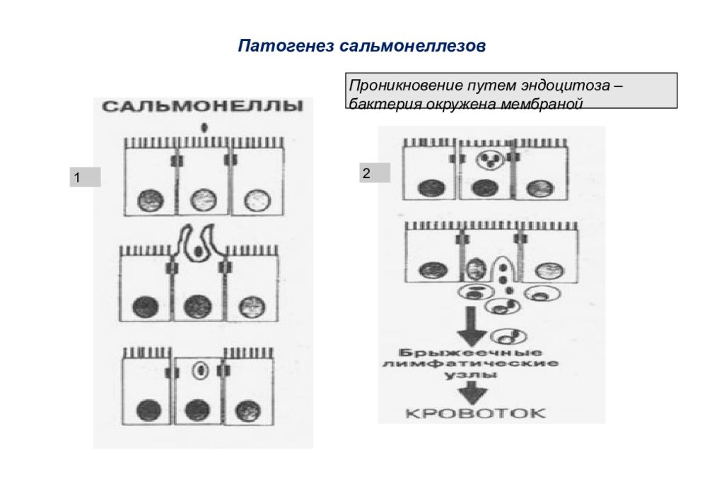 Схема патогенеза сальмонеллеза