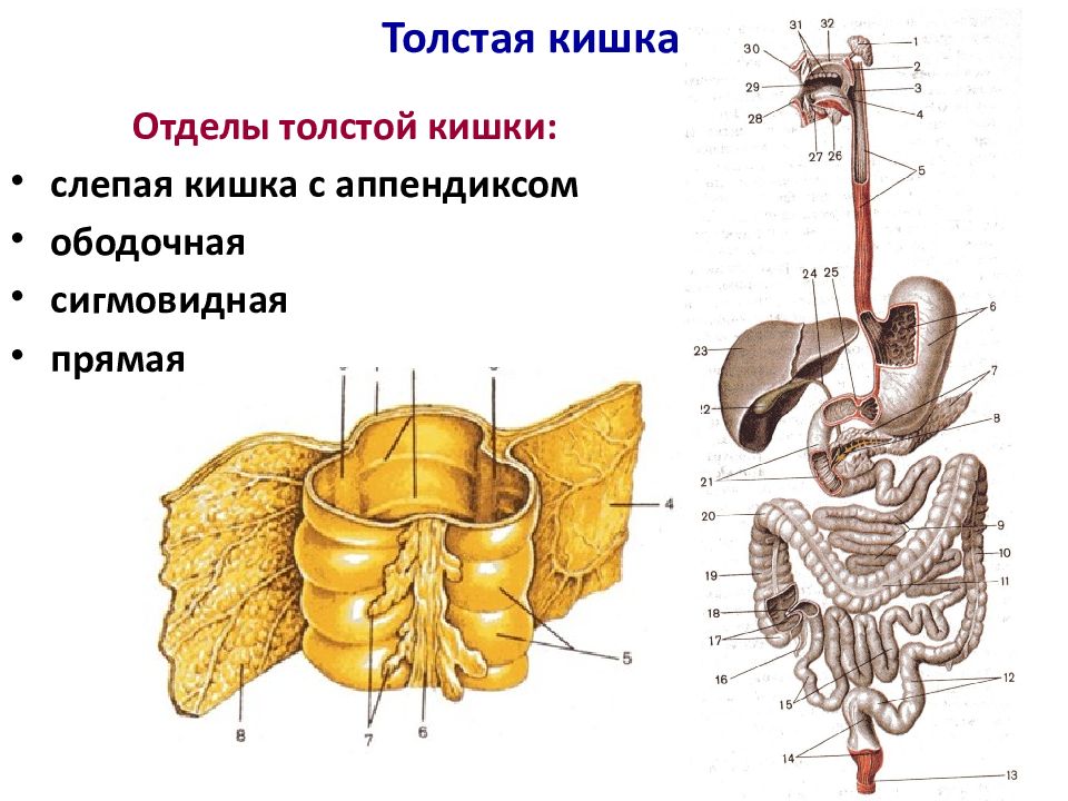 Каким номером на рисунке обозначена прямая кишка. Толстый кишечник отделы анатомически и физиология. Толстая кишка анатомия и физиология.