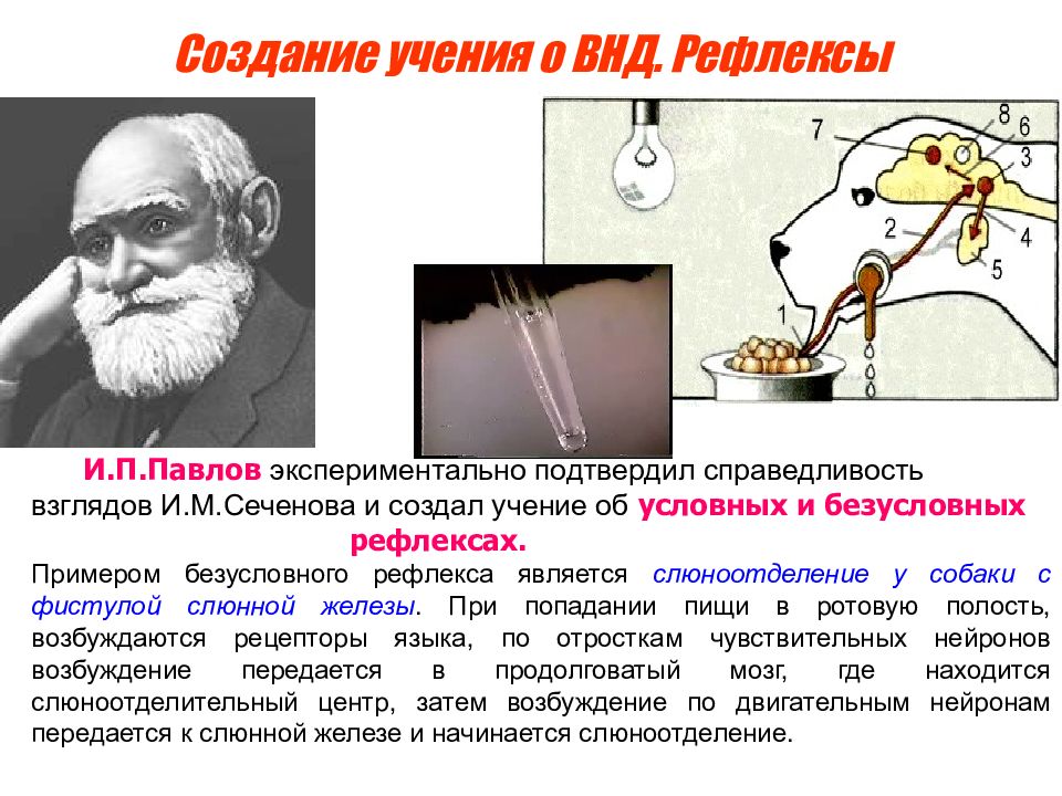 Учение о нервной деятельности. Учение и.п. Павлова рефлексы. И П Павлов Высшая нервная деятельность. Учение Павлова о ВНД. Павлов о высшей нервной деятельности.