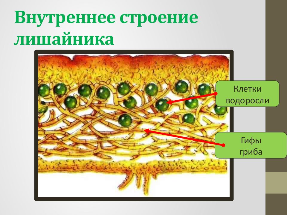 Гифы лишайников. Строение лишайников 7 класс биология. Внутреннее строение лишайника. Модуль внутреннего строения лишайника. Внутреннее строение лишайника проект.