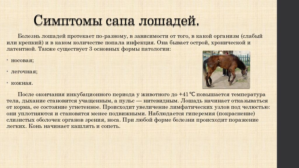 Болезнь лошадей 3. Инфекционные болезни лошадей. САП заболевание у лошадей.