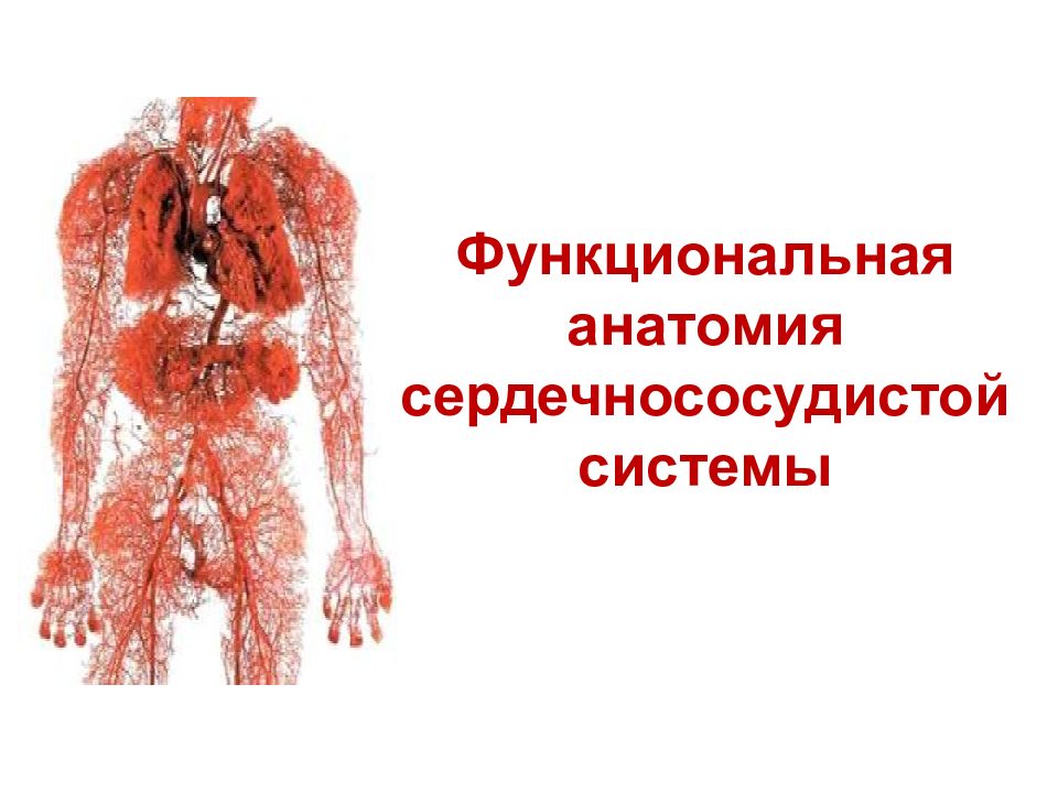 Функциональная анатомия сердечнососудистой системы