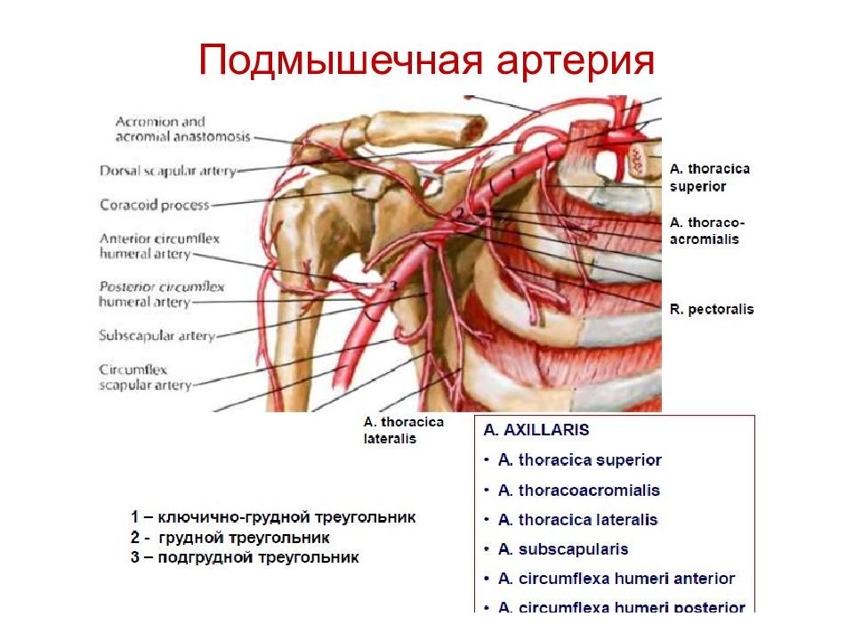 Подмышечная артерия схема