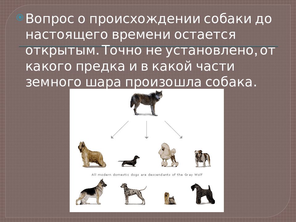 Национальность собаки. Происхождение собак. Эволюция собак. Собаки произошли от. От кого произошли собаки.