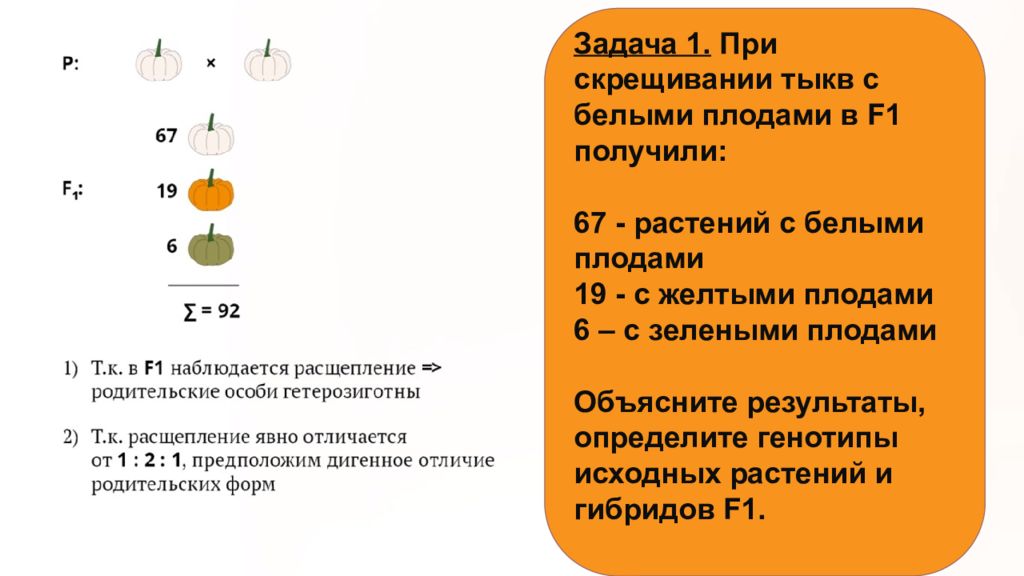 Генотип полученного потомства с зелеными плодами. Генотипы исходных растений. Так наследуется форма плодов у тыквы. При скрещивании белых тыкв. Скрещивание тыквы.