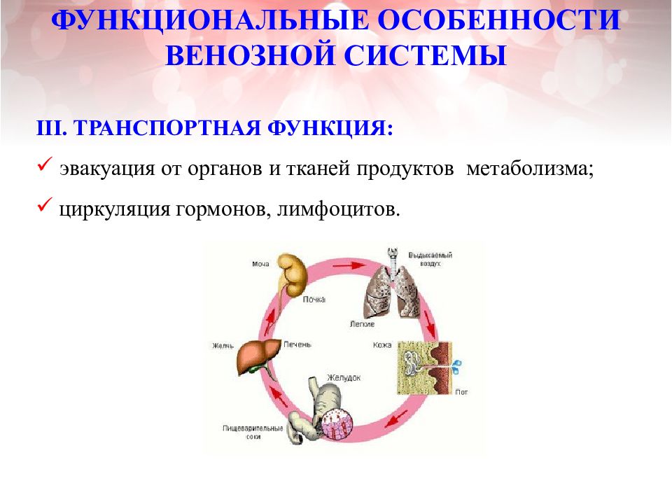 Особенности венозной системы. Функциональная характеристика вен. Функциональная анатомия. Классификация вен анатомия.