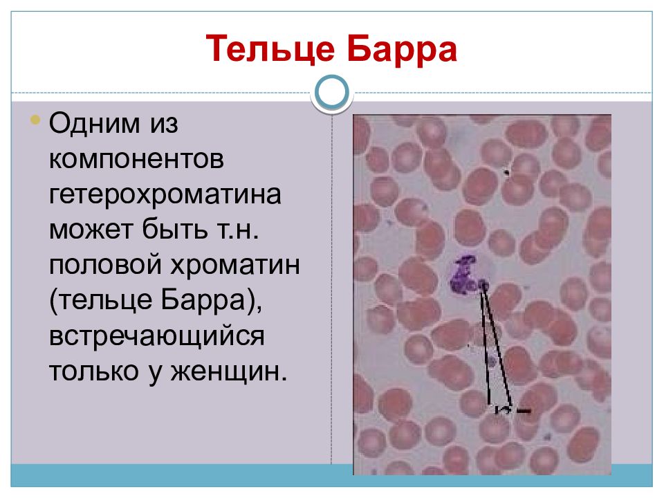 Тельца барра в клетках