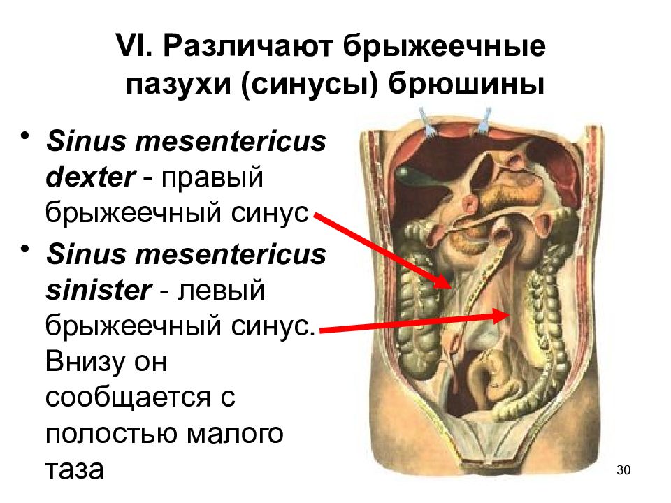 Схема брюшины анатомия