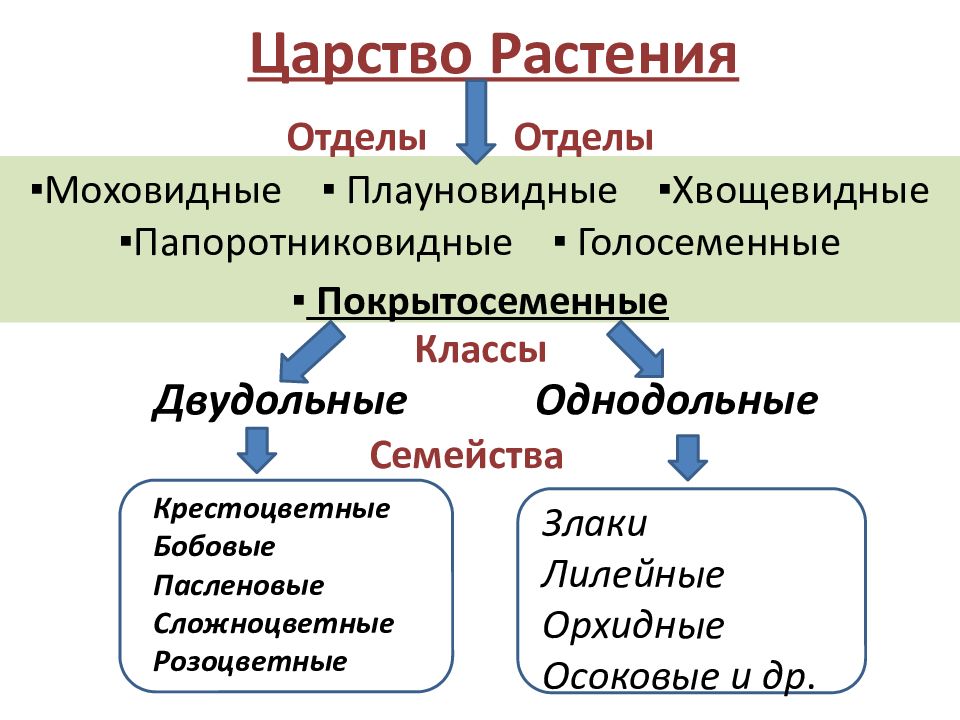 Царство растений схема 7 класс