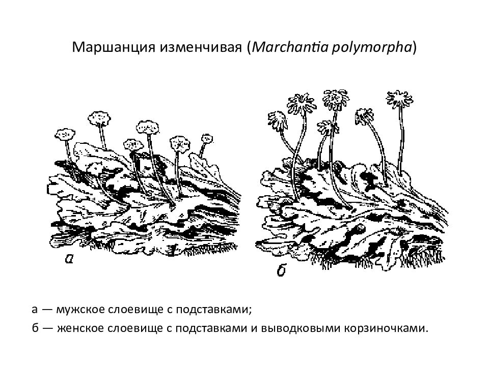 На рисунке изображено слоевище лишайника цифрой 1 обозначен структурный компонент