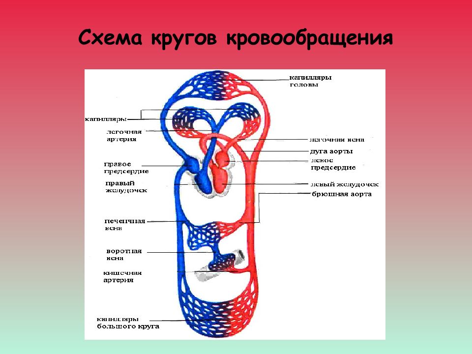 Циркуляция крови в организме человека схема со стрелками