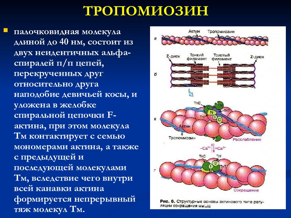 Актин входит в состав. Схема тропонин тропомиозин. Тропонин тропомиозин физиология. Структура и строение актина. Структура актина биохимия.