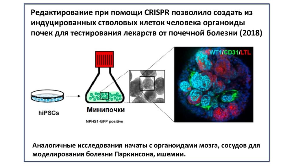 Стволовые клетки отзывы. Плюрипотентные стволовые клетки. Схема получения индуцированных плюрипотентных стволовых клеток. Индуцированные плюрипотентные стволовые клетки применение. Индуцированная плюрипотентная стволовая клетка.