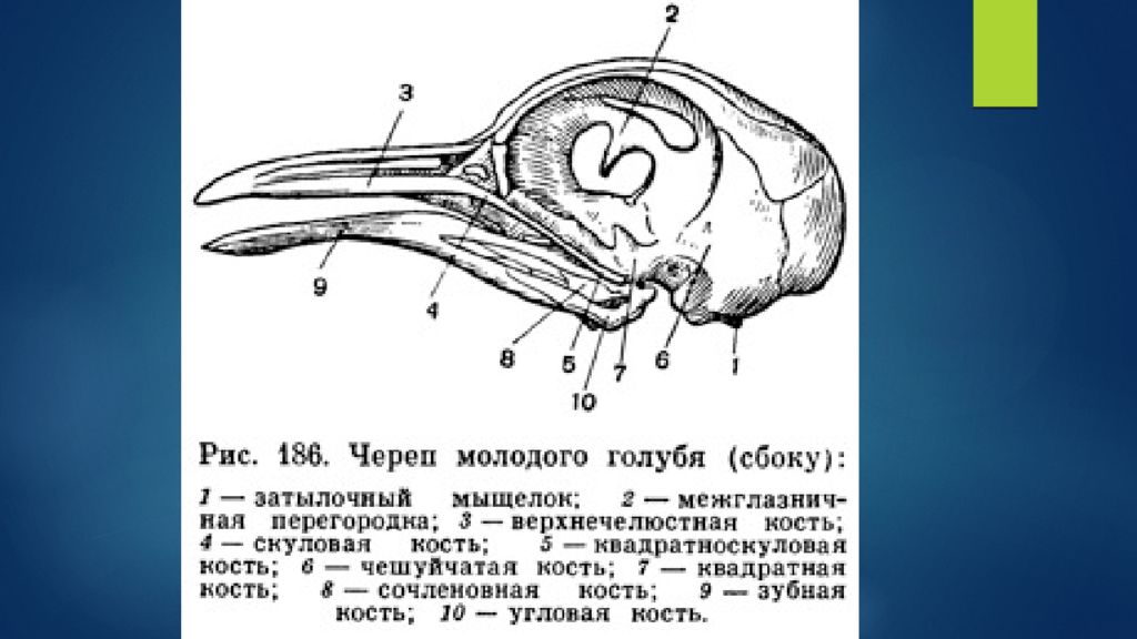 Функции черепа у птиц