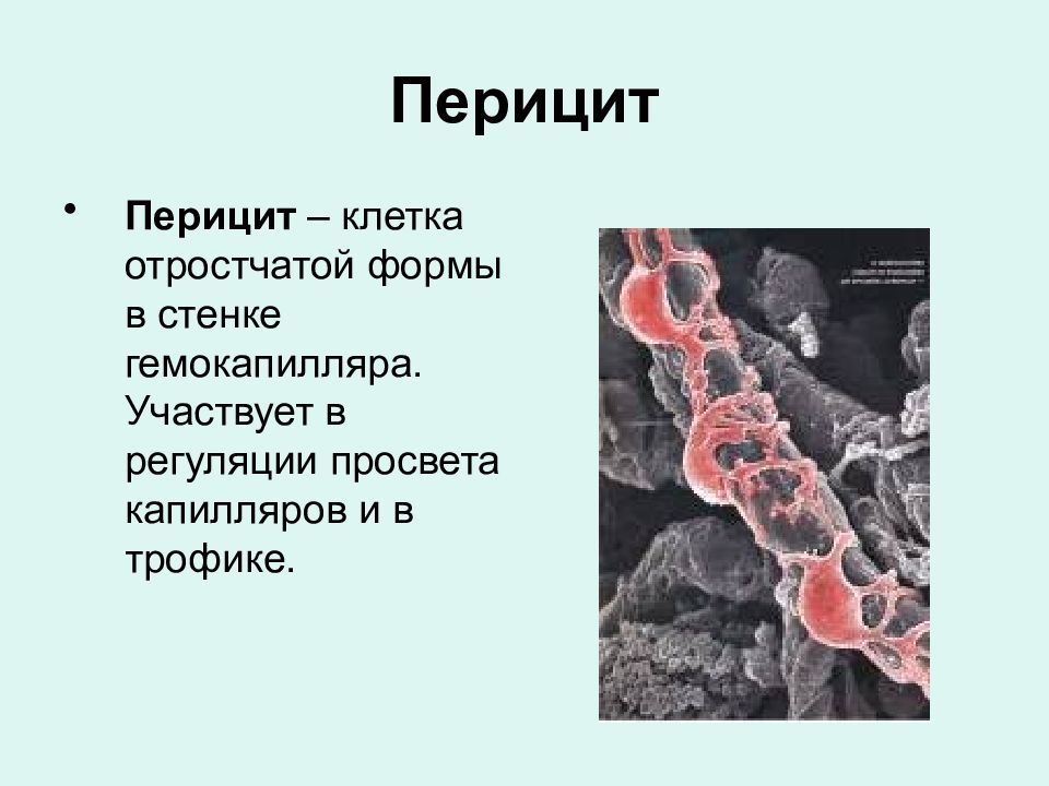 Перициты гистология. Перициты гистология строение. Функция перицитов в капиллярах. Перициты гистология строение. Перициты гистология строение.