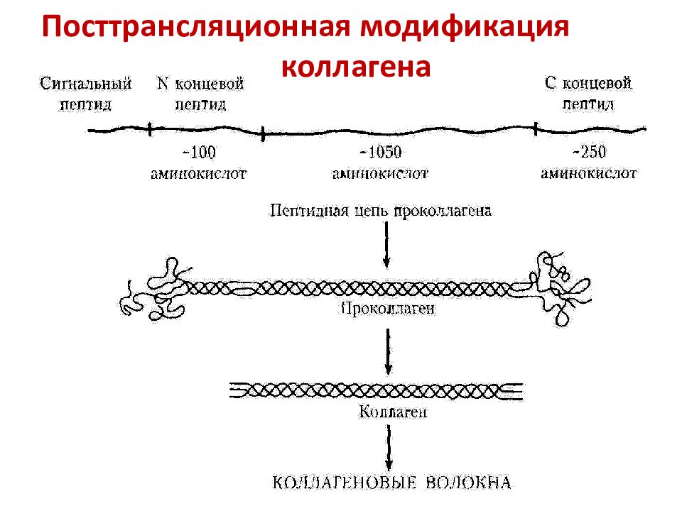 Синтез коллагена в организме. Биосинтез коллагена схема. Синтез коллагена биохимия. Посттрансляционная модификация коллагена. Посттрансляционная модификация аминокислот биохимия.