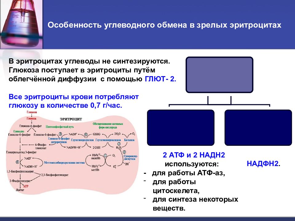 Углеводы биохимия презентация