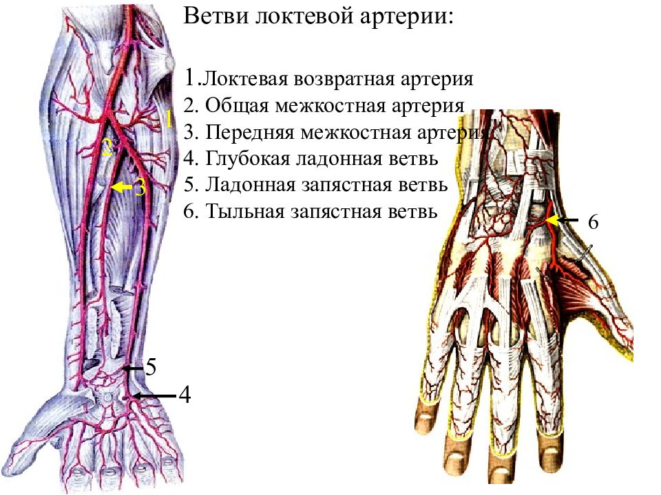 Схема венозного кровотока верхней конечности