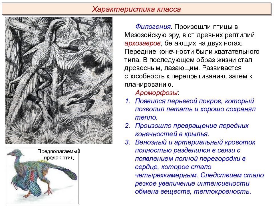 Птицы пименов презентация