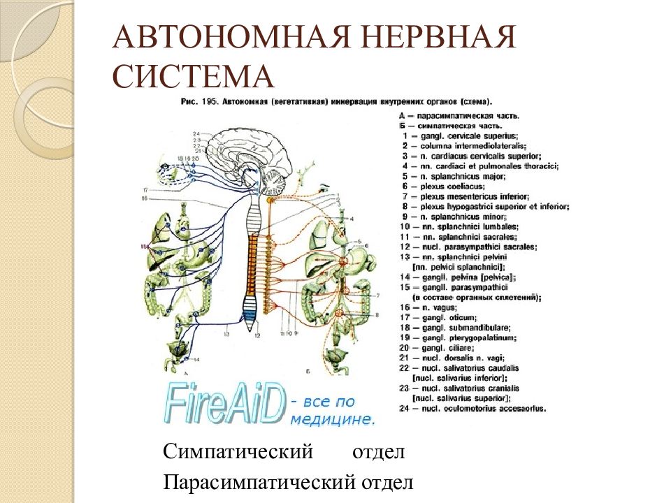 Периферическая нервная система 8 класс презентация