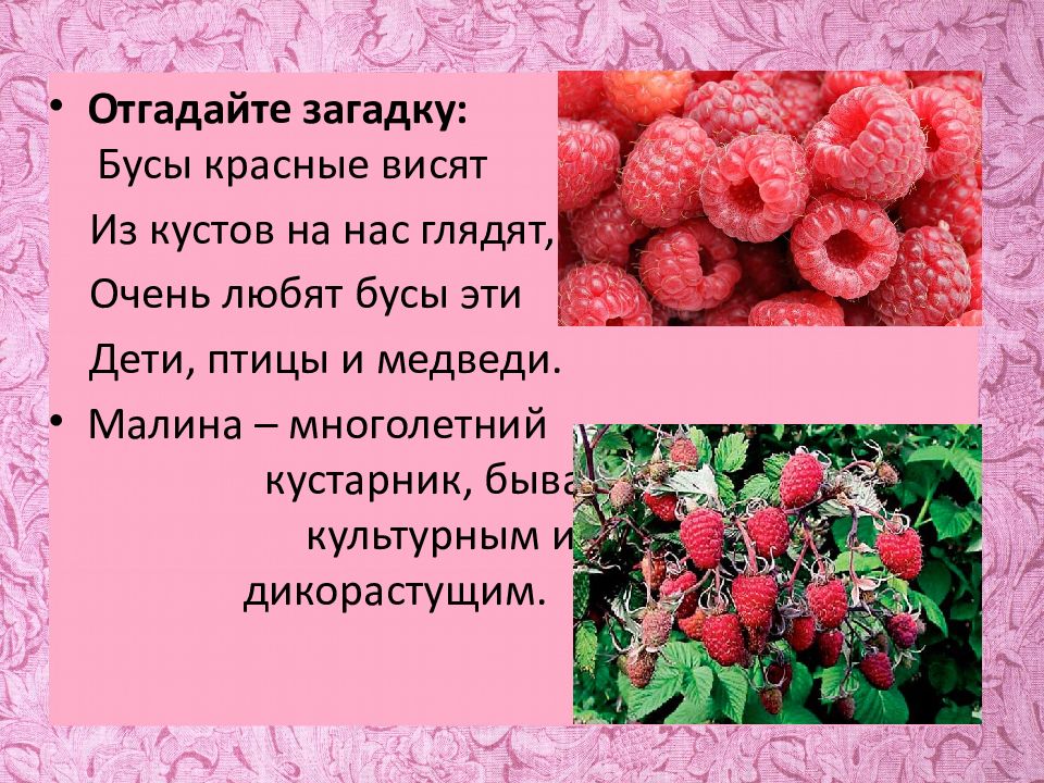 плодово-ягодные растения семейства розоцветных. плоды розоцветных. плодово ягодные розоцветные. овощные культуры семейства розоцветные. культурные плодовверастения.