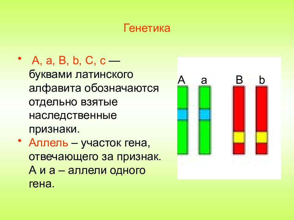 Одинаковые аллели одного гена. Две аллели одного Гена. Генетика презентация. Нейтральные субвитальные функции генетика презентация.