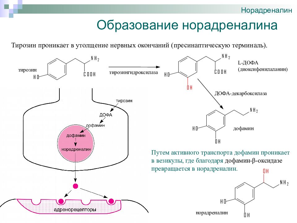 Схема синтеза дофамина