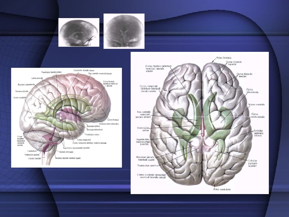 Анатомия головного мозга. Анатомия мозга новорожденного. Функциональная анатомия мозга. Функциональная анатомия головного мозга анатомия. Анатомия головного мозга у новорожденных.