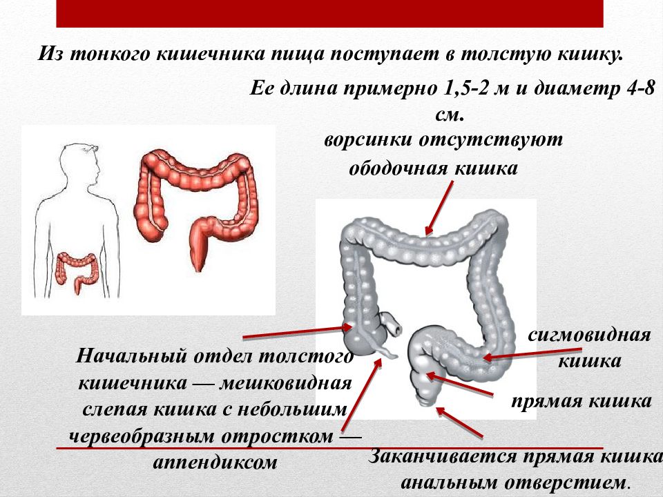 Презентация по тонкой кишке