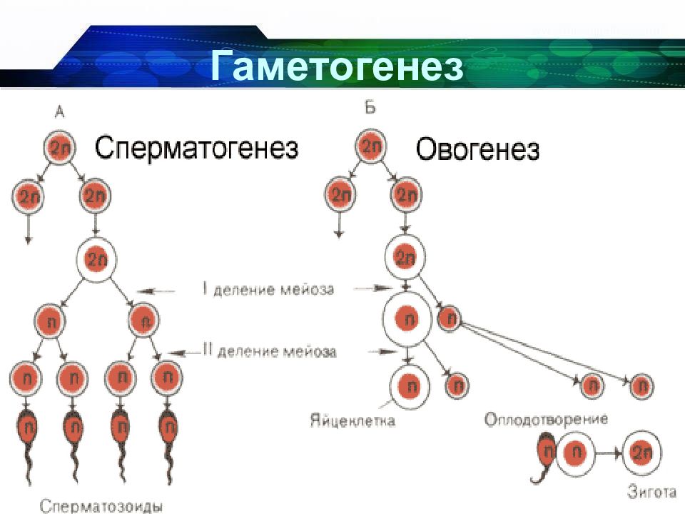 Гаметогенез и овогенез презентация