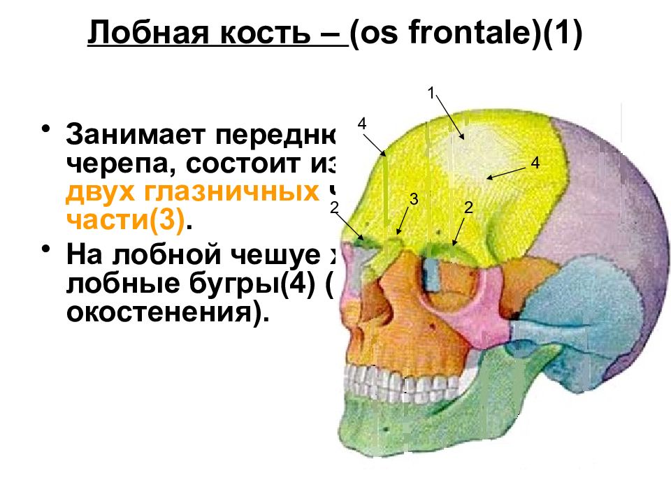 Лобная кость