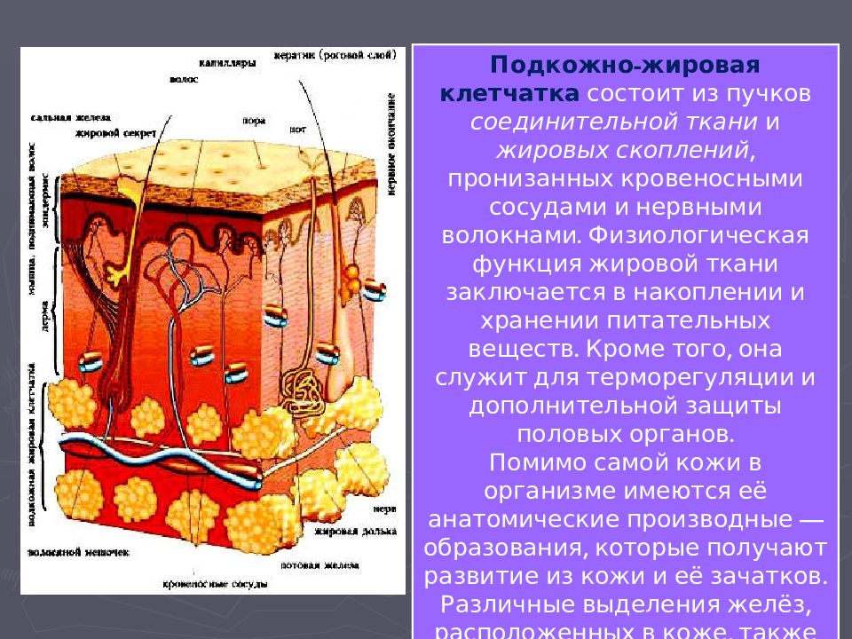 Найдите на рисунке 71 два слоя кожи