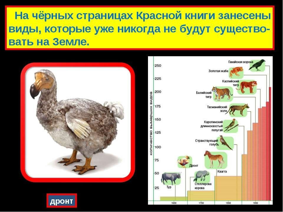 Красная и черная книга презентация