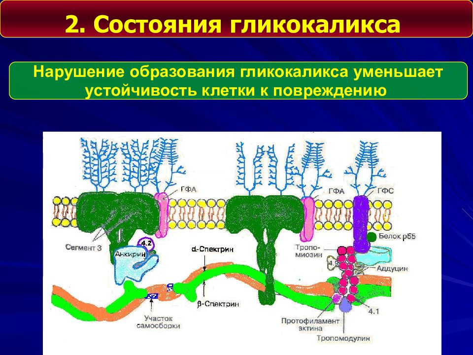 Гликокаликс растительных клеток. Повреждение мембран клетки патофизиология. Механизмы повреждения клеточных мембран. Патофизиология клетки патофизиология. Общие механизмы повреждения клетки.