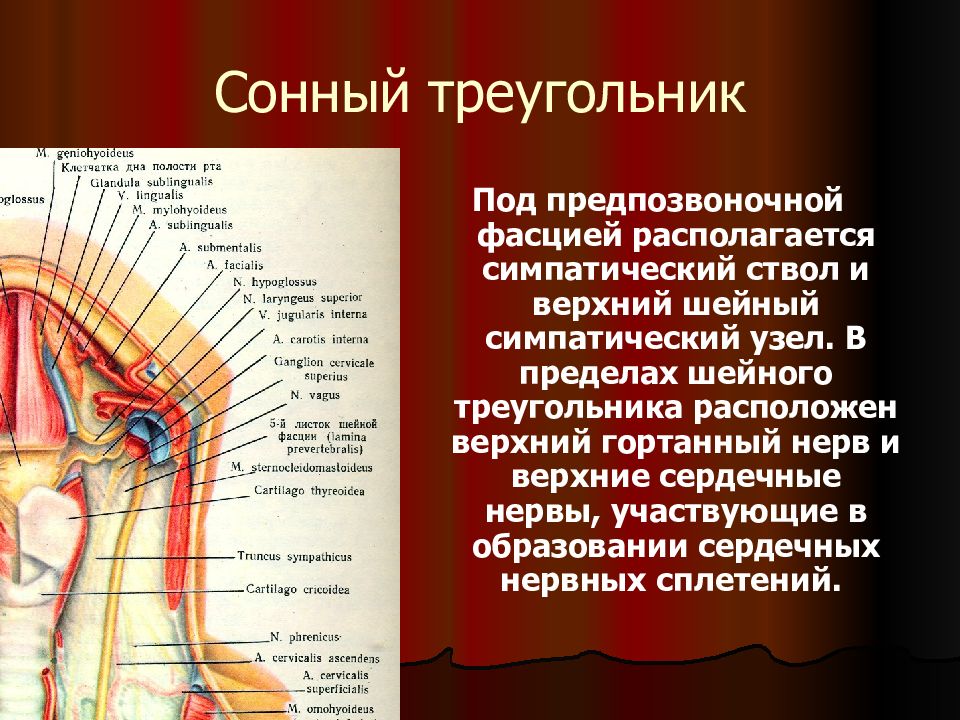 Где находится треугольник. Сонный треугольник топографическая анатомия. Сонный треугольник шеи анатомия. Лонный треугольник. Топография сонного треугольника.