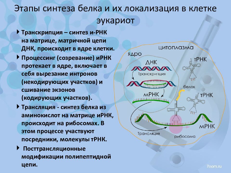 Определите последовательность процессов биосинтеза белка