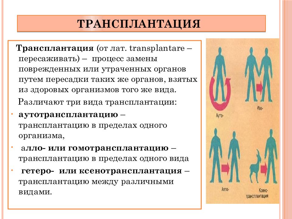 Трансплантация за и против презентация