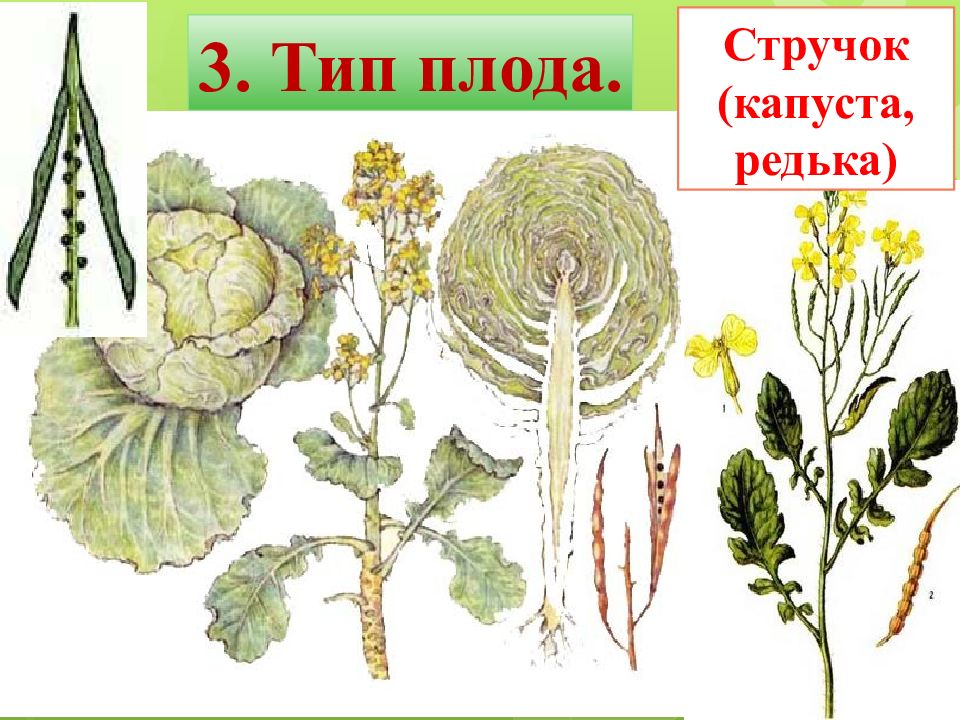 Крестоцветного растения капусты огородной